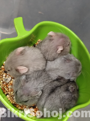 Male Campbell Dwarf Hamster